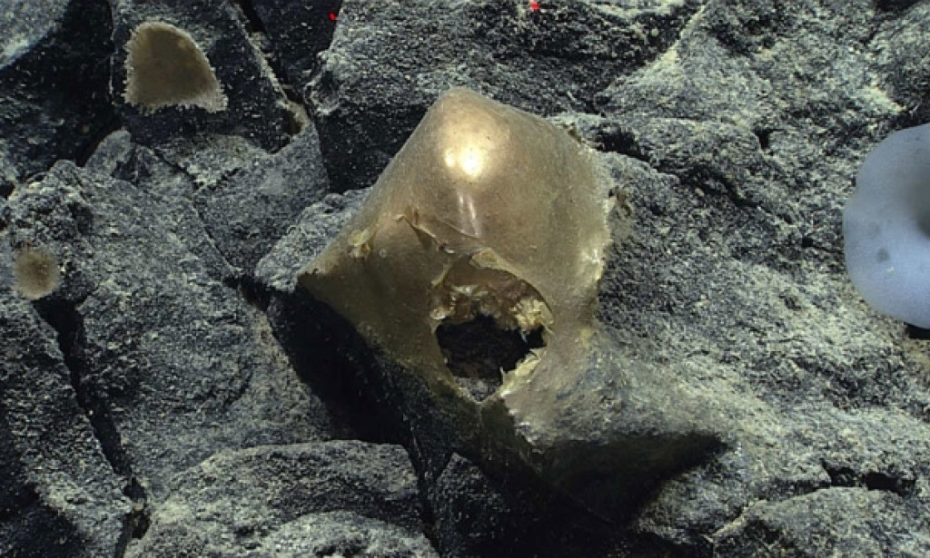 3,300m deep sea unidentified 'golden egg'..."It's still a mystery"